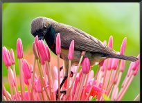 Olive-Backed-Sunbird-L.jpg