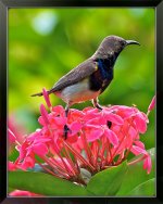 Olive-Backed-Sunbird-XL.jpg