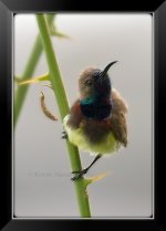 Olive-Backed-Sunbird-M.jpg