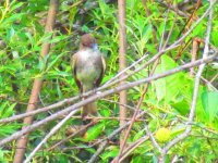 Eastern Phoebe1.jpg