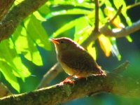 House Wren.jpg