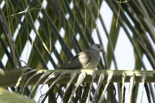 islandCollaredDove.jpg