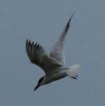 Img_9373_Tern.jpg