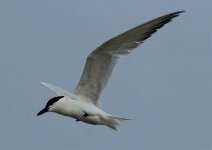 Img_9528_Tern.jpg