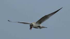 Img_9466_Tern.jpg