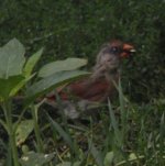 female cardinal #4.jpg