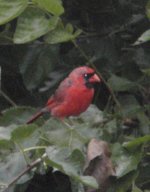 male cardinal #1.jpg