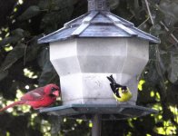 cardinal and goldfinch.jpg