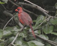 male cardinal #2.jpg
