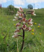 Marsh Helleborine, Wiltshire.jpg