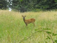 Roe Deer (800x603).jpg