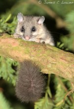 eEdible-Dormouse_Wendover-Woods_020912_JCL_0408.jpg