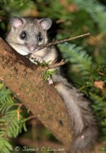 eEdible-Dormouse_Wendover-Woods_020912_JCL_0412.jpg