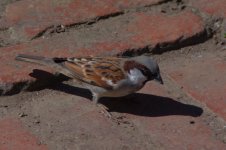 House Sparrow.jpg