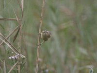 sedge_4966.JPG