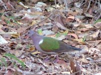 crop emerald dove.jpg