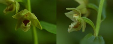 epipactis-h-staffs-3aug2012.jpg