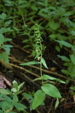 epipactis-h-staffs2-3aug201.jpg