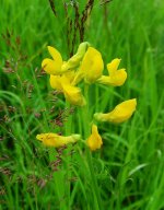 Meadow Vetchling.jpg