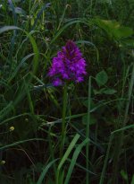 Pyramidal Orchid Salwarpe.jpg