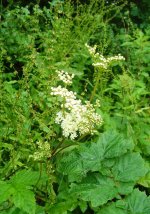 Meadowsweet.jpg