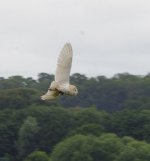 Barn Owl.jpg