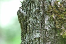 Sichuan-Treecreeper-(8).jpg