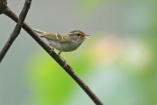 Emei-Leaf-Warbler-(3).jpg