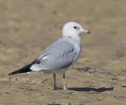 Common Gull_G9A0482.jpg