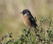 Stonechat_G9A0116.jpg