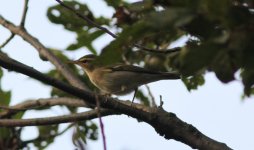 Arctic Warbler.jpg