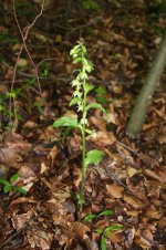 Narrow-lipped Helleborine Ashton Court 20120715.jpg