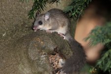 2012_08_04_Rodents_Edible_Dormouse (1) (800x533).jpg