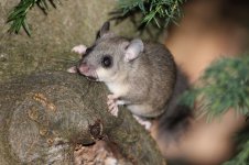 2012_08_04_Rodents_Edible_Dormouse (2) (800x533).jpg