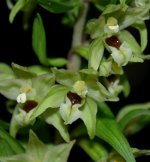 Epipactis Helleborine.jpg