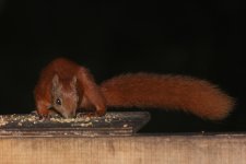 2012_08_18_Red_Squirrel (1) (640x427).jpg