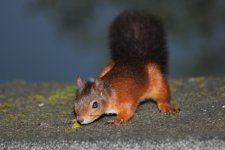 2012_08_18_Red_Squirrel (2) (640x427).jpg