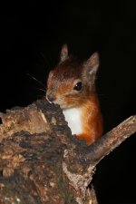 2012_08_18_Red_Squirrel (3) (427x640).jpg