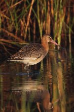 2012_08_19_Black_tailed_Godwit (427x640).jpg