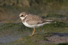 2012_08_19_Ringed_Plover (640x427).jpg