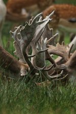 2012_08_19_Fallow_Deer (6) (427x640).jpg