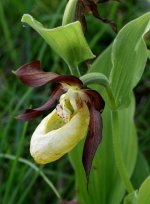 Lady's-slipper_opt.jpg