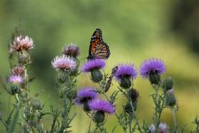 Monarch Butterfly Sept2011 007-1 (Small).jpg