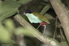 azureBreastedPitta.jpg