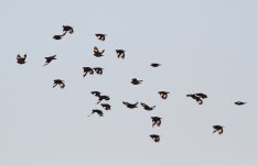 Crested Myna.jpg