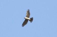 Japanese Sparrowhawk.jpg