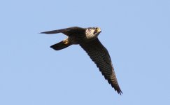 Peregrine falcon.jpg