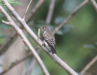 flycatcher,asian_brown_001.jpg