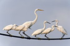 egrets wire V1 va3 _DSC9424.jpg