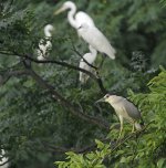 bc night heron egrets feed V1 VA3 _DSC9461.jpg